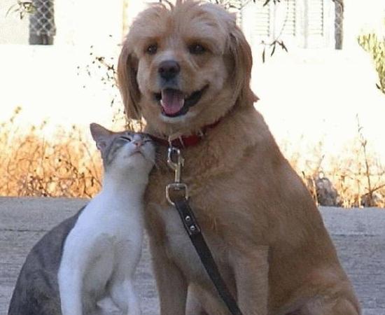 cat-with-a-dog-hugging.jpg